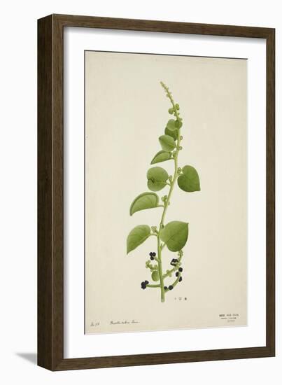 Basella Rubra Linn, 1800-10-null-Framed Giclee Print