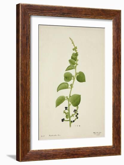 Basella Rubra Linn, 1800-10-null-Framed Giclee Print