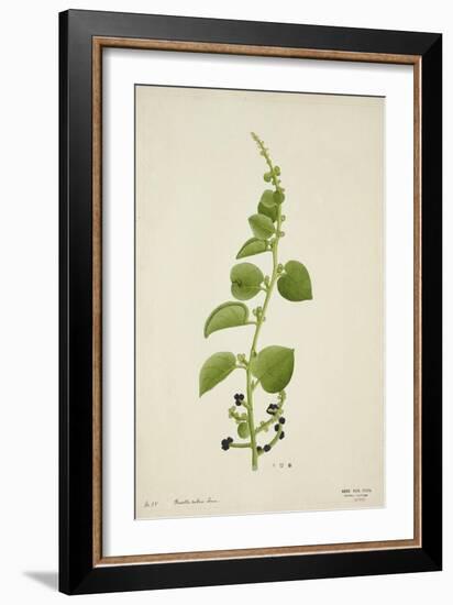 Basella Rubra Linn, 1800-10-null-Framed Giclee Print