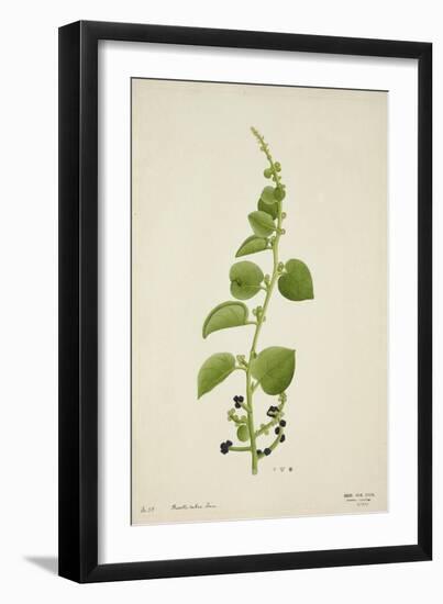 Basella Rubra Linn, 1800-10-null-Framed Giclee Print