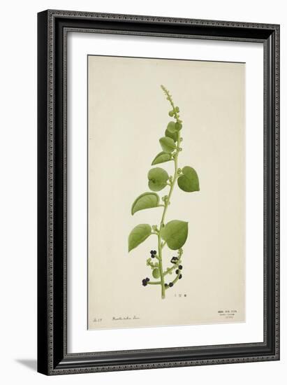 Basella Rubra Linn, 1800-10-null-Framed Giclee Print