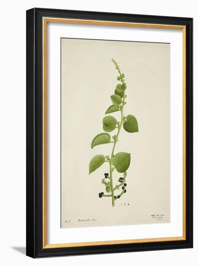 Basella Rubra Linn, 1800-10-null-Framed Giclee Print