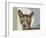 Basenji Dog-Adefioye Lanre-Framed Giclee Print