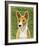 Basenji (Red)-John Golden-Framed Giclee Print