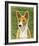 Basenji (Red)-John Golden-Framed Giclee Print