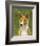 Basenji (Red)-John W^ Golden-Framed Art Print