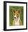 Basenji (Red)-John W^ Golden-Framed Art Print