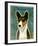 Basenji (Tri-Color)-John Golden-Framed Giclee Print