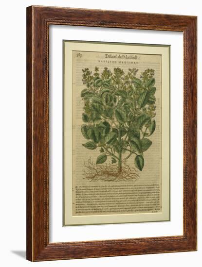 Basil, a Botanical Plate from the 'Discorsi' by Pietro Andrea Mattioli-Italian School-Framed Giclee Print