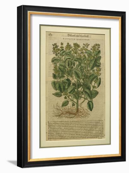 Basil, a Botanical Plate from the 'Discorsi' by Pietro Andrea Mattioli-Italian School-Framed Giclee Print