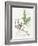 Basil and Thyme-Elissa Della-piana-Framed Art Print