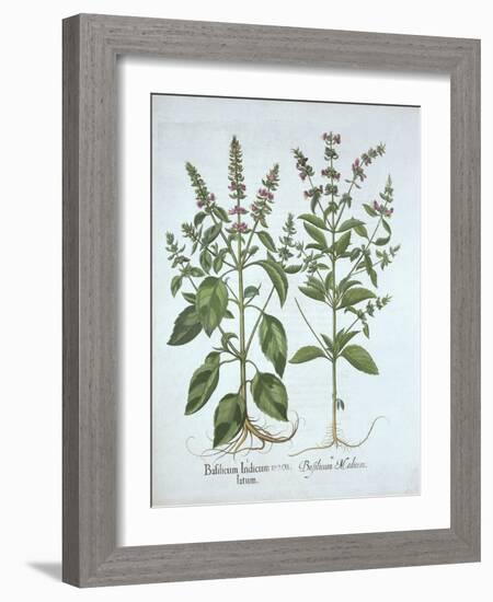 Basil, from 'Hortus Eystettensis', by Basil Besler (1561-1629), Pub. 1613 (Hand-Coloured Engraving)-German School-Framed Giclee Print