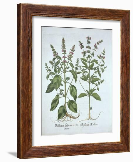 Basil, from 'Hortus Eystettensis', by Basil Besler (1561-1629), Pub. 1613 (Hand-Coloured Engraving)-German School-Framed Giclee Print