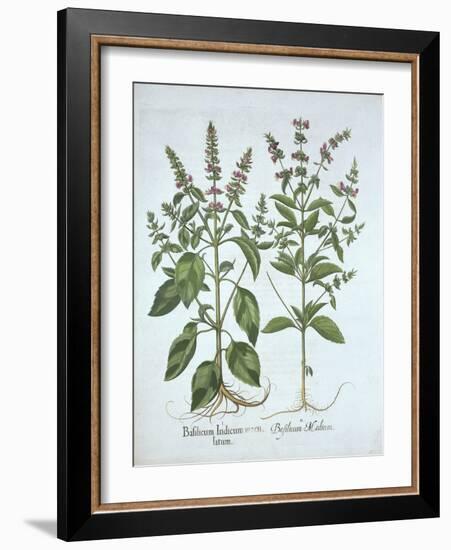 Basil, from 'Hortus Eystettensis', by Basil Besler (1561-1629), Pub. 1613 (Hand-Coloured Engraving)-German School-Framed Giclee Print