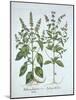 Basil, from 'Hortus Eystettensis', by Basil Besler (1561-1629), Pub. 1613 (Hand-Coloured Engraving)-German School-Mounted Giclee Print