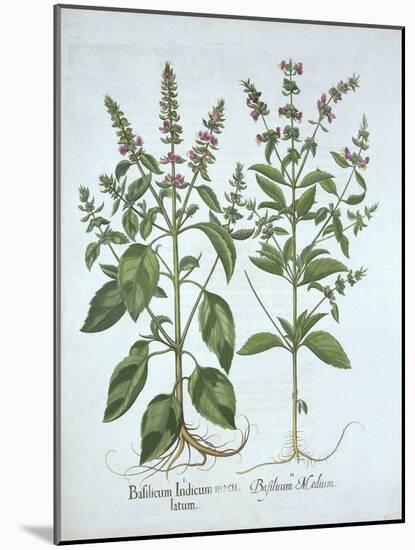 Basil, from 'Hortus Eystettensis', by Basil Besler (1561-1629), Pub. 1613 (Hand-Coloured Engraving)-German School-Mounted Giclee Print