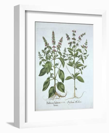 Basil, from 'Hortus Eystettensis', by Basil Besler (1561-1629), Pub. 1613 (Hand-Coloured Engraving)-German School-Framed Giclee Print