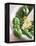 Basil, Garlic and Pine Nuts (Ingredients for Pesto)-null-Framed Premier Image Canvas