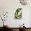 Basil, Garlic and Pine Nuts (Ingredients for Pesto)-null-Photographic Print displayed on a wall