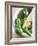 Basil, Garlic and Pine Nuts (Ingredients for Pesto)-null-Framed Photographic Print