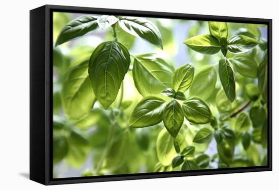 Basil Leaves-Victor De Schwanberg-Framed Premier Image Canvas