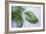 Basil Leaves-Maxine Adcock-Framed Photographic Print