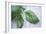 Basil Leaves-Maxine Adcock-Framed Photographic Print