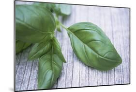 Basil Leaves-Maxine Adcock-Mounted Photographic Print