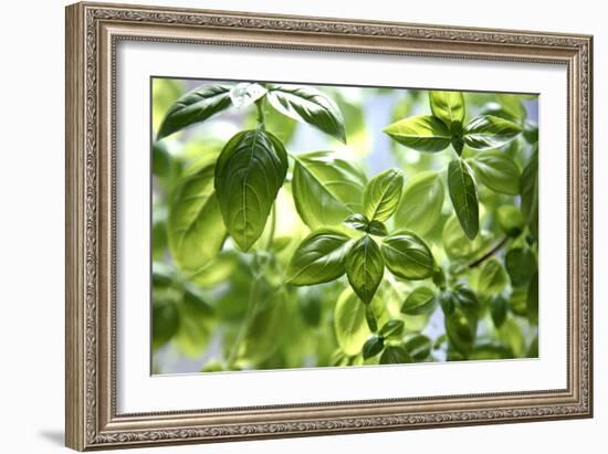 Basil Leaves-Victor De Schwanberg-Framed Photographic Print