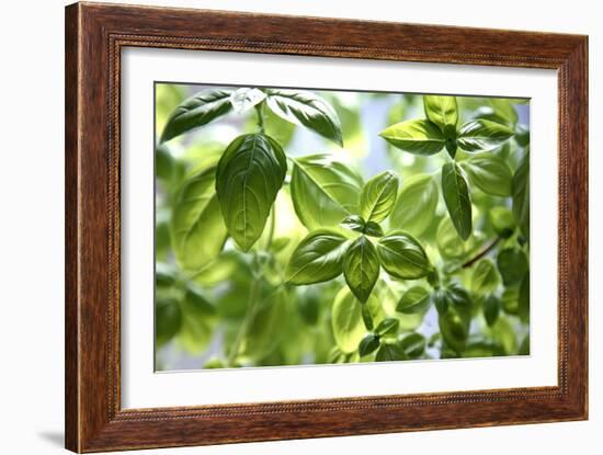 Basil Leaves-Victor De Schwanberg-Framed Photographic Print