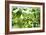 Basil Leaves-Victor De Schwanberg-Framed Photographic Print