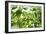 Basil Leaves-Victor De Schwanberg-Framed Photographic Print