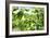 Basil Leaves-Victor De Schwanberg-Framed Photographic Print