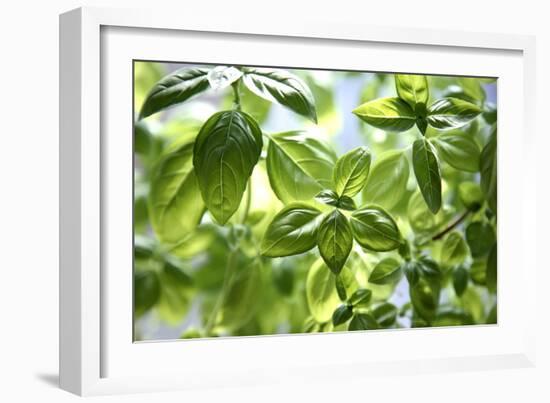 Basil Leaves-Victor De Schwanberg-Framed Photographic Print