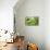 Basil Leaves-Victor De Schwanberg-Mounted Photographic Print displayed on a wall