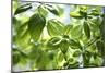 Basil Leaves-Victor De Schwanberg-Mounted Photographic Print