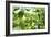 Basil Leaves-Victor De Schwanberg-Framed Photographic Print