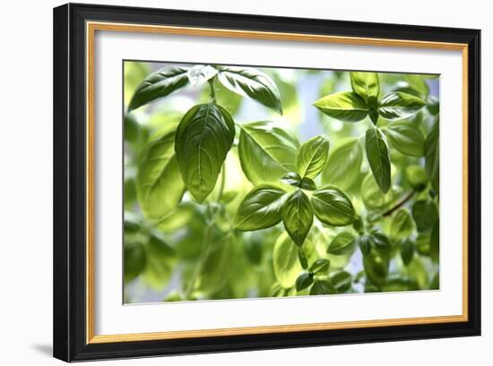 Basil Leaves-Victor De Schwanberg-Framed Photographic Print