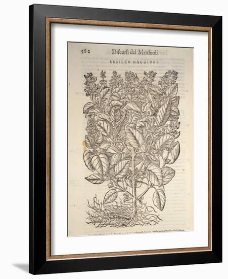 Basil (Ocymum Basilicum), 1554-Pier Andrea Mattioli-Framed Giclee Print
