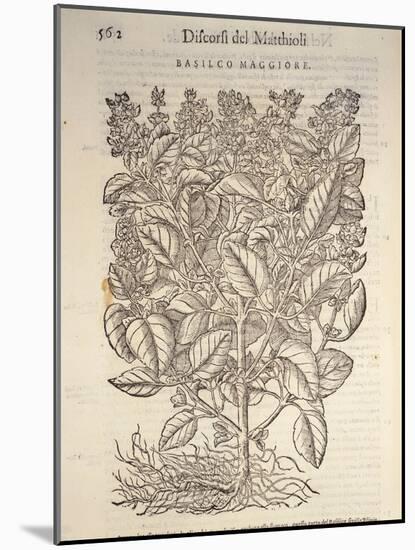 Basil (Ocymum Basilicum), 1554-Pier Andrea Mattioli-Mounted Giclee Print