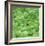 Basil-Stacy Bass-Framed Giclee Print