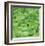 Basil-Stacy Bass-Framed Giclee Print