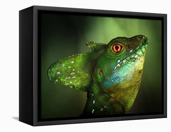 Basilisca Verde-Jimmy Hoffman-Framed Premier Image Canvas