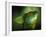 Basilisca Verde-Jimmy Hoffman-Framed Photographic Print