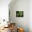 Basilisca Verde-Jimmy Hoffman-Mounted Photographic Print displayed on a wall