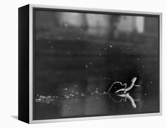 Basilisk Lizard of Mexico "Running" on the Water-Ralph Morse-Framed Premier Image Canvas