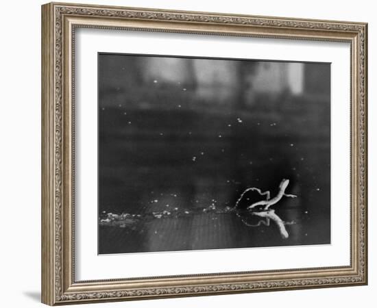 Basilisk Lizard of Mexico "Running" on the Water-Ralph Morse-Framed Photographic Print