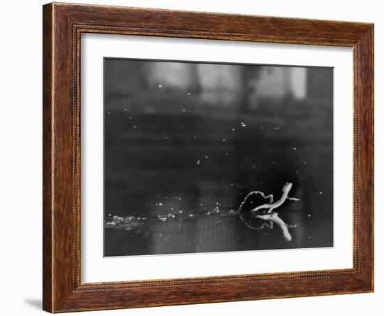 Basilisk Lizard of Mexico "Running" on the Water-Ralph Morse-Framed Photographic Print