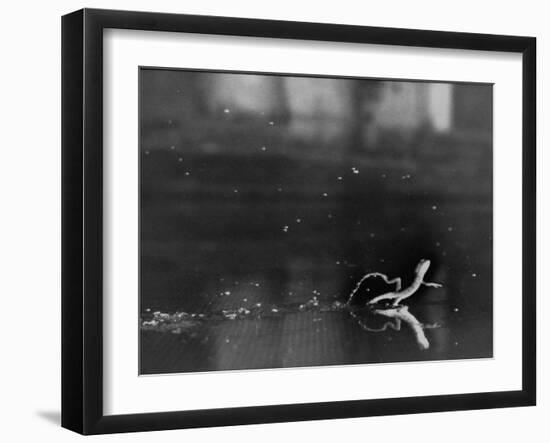 Basilisk Lizard of Mexico "Running" on the Water-Ralph Morse-Framed Photographic Print