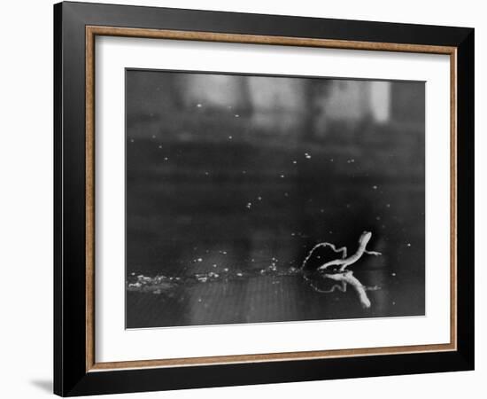 Basilisk Lizard of Mexico "Running" on the Water-Ralph Morse-Framed Photographic Print